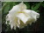 Cl. Mrs. Herbert Stevens